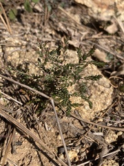 Calluna vulgaris