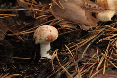 Leucocortinarius bulbiger