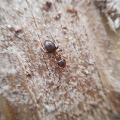Lasius brunneus