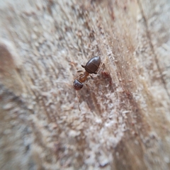 Lasius brunneus