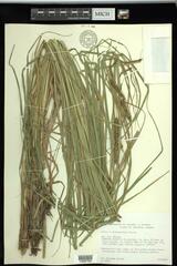 Carex × subimpressa