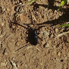 Lissonotus flabellicornis