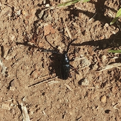 Lissonotus flabellicornis