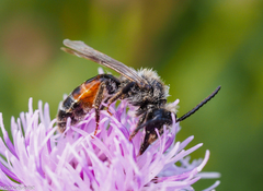 Andrena ventralis