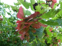 Acer tataricum