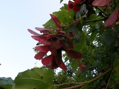Acer tataricum