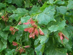 Acer tataricum