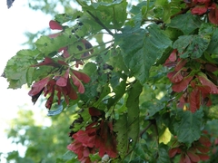 Acer tataricum