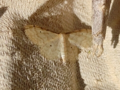Idaea humiliata