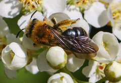 Melandrena