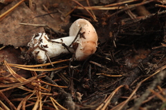 Leucocortinarius bulbiger
