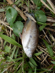 Trichopodus trichopterus