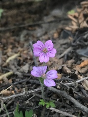 Geranium magellanicum