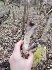Pleurotus ostreatus