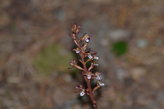 Corallorhiza maculata maculata