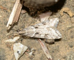 Eudonia angustea