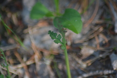 Botrychium simplex