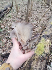 Pleurotus ostreatus