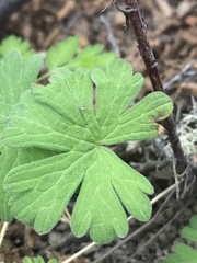 Geranium magellanicum