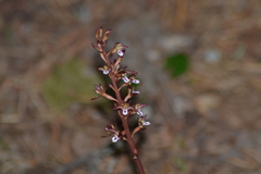 Corallorhiza maculata maculata
