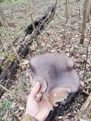 Pleurotus ostreatus
