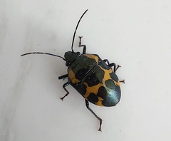 Augocoris gomesii