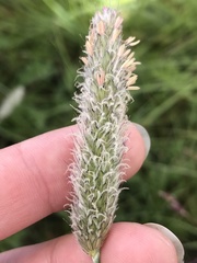 Alopecurus magellanicus