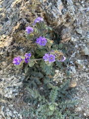 Phacelia crenulata