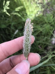 Alopecurus magellanicus