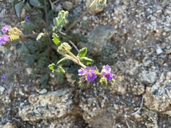 Phacelia crenulata