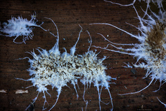 Etheirodon fimbriatum