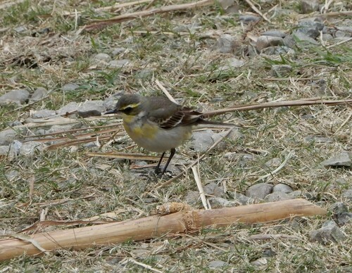 Lavandera de Chukotka (Motacilla tschutschensis)