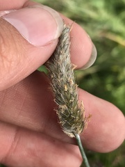 Alopecurus magellanicus