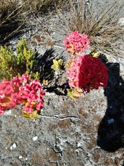 Crassula coccinea