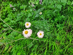 Tanacetum coccineum