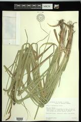 Carex × subimpressa