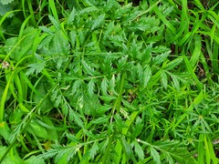 Tanacetum coccineum