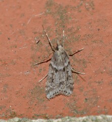 Eudonia angustea
