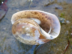 Bulla gouldiana