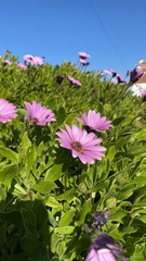 Dimorphotheca