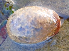 Bulla gouldiana