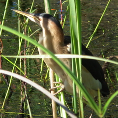 Ixobrychus minutus payesii