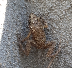 Eleutherodactylus planirostris
