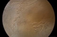 Etheirodon fimbriatum