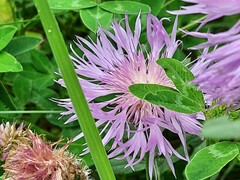 Psephellus daghestanicus