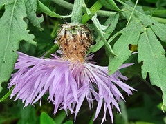 Psephellus daghestanicus