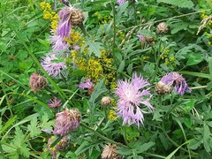 Psephellus daghestanicus