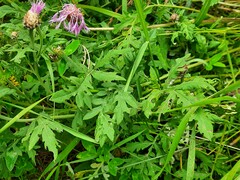 Psephellus daghestanicus