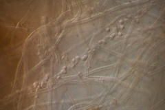 Etheirodon fimbriatum