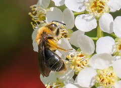 Melandrena